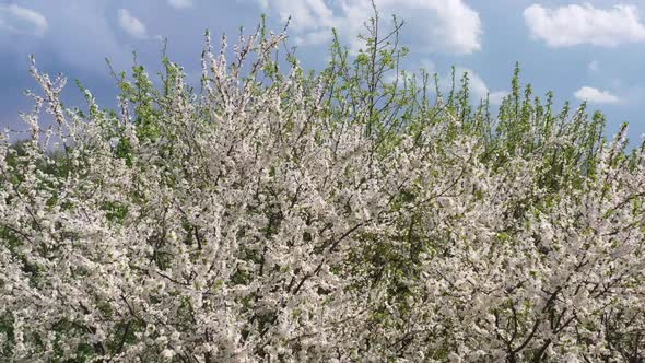 a View From a Drone of a Blooming Cherry Plum the Wind Shakes the Branches of a Tree alt