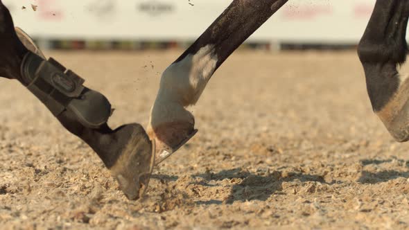 Horse in Ultra Slow Motion alt