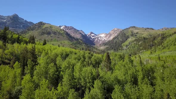 Aerial view flying over thick forest towards mountains alt