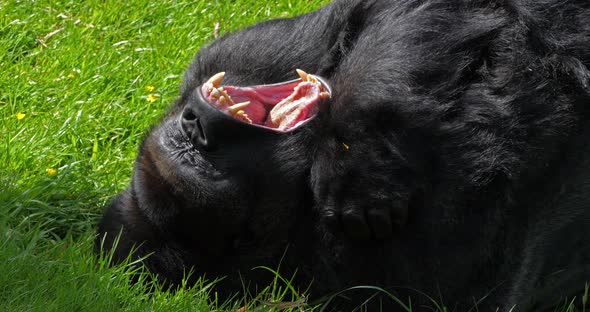 Eastern Lowland Gorilla, gorilla gorilla graueri, Silverback Male Laying down on Grass, Yawning alt