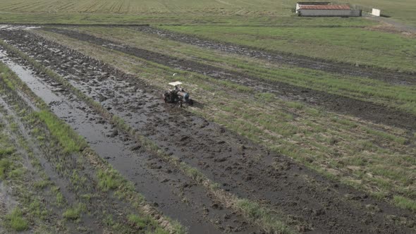 Truck working the rice field and herons cross alt
