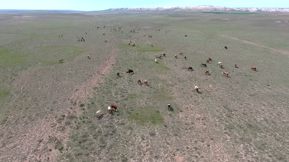 Big Crowded Herd of Cows Grazing on Barren Land of Terrestrial Climate alt