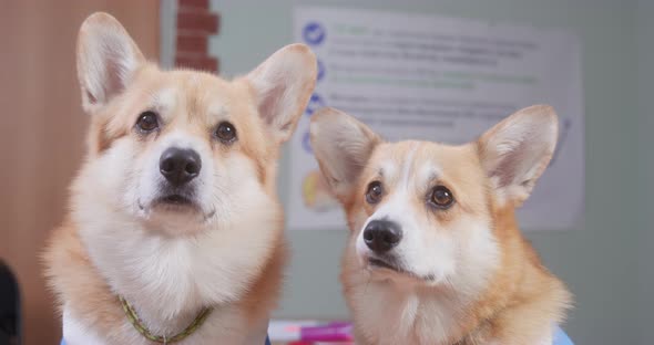 Portrait of Two Funny Welsh Corgi Pembrokes or Cardigans Who Sit Obediently Watch Something alt