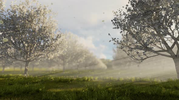 Apple Orchard In Spring
