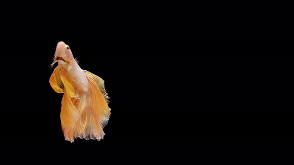 Siamese fighting fish (Betta splendens) alt