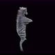 27 Zebra Dancing 4K - VideoHive Item for Sale