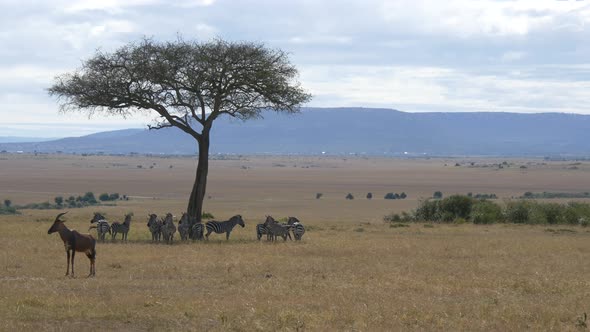 Topi and zebras near an acacia tree alt