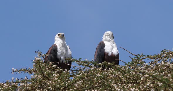 African Fish-Eagle, haliaeetus vocifer, Pair at the top of the Tree, Naivasha Lake in Kenya alt