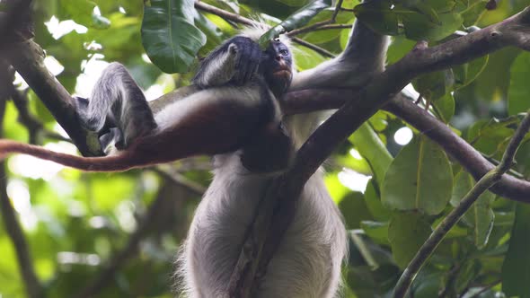 Red colobus monkey baby hanging upside down on branch next to mother. alt
