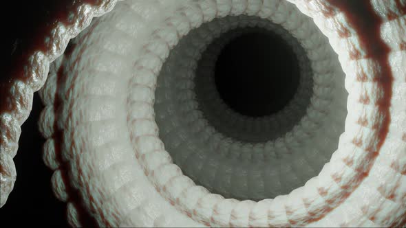 Muscle Tendon Spiral | Contraction Animation Visualization | HD alt