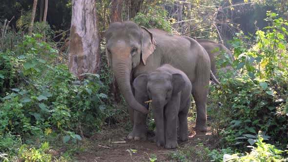 Elephants Family alt