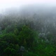 Forest Fog Scene - VideoHive Item for Sale