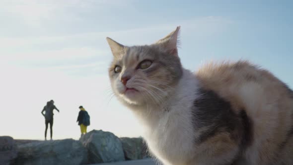 Adorable three color stray cat in Istanbul is sitting on a bench while 2 people are on the backgroun alt