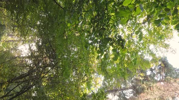 Vertical Video Aerial View of Trees in the Forest on an Autumn Day in Ukraine Slow Motion alt