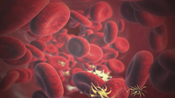 Blood Cells Flow Loop alt