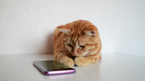 Cat Plays on Smartphone with Computer Game Mouse
