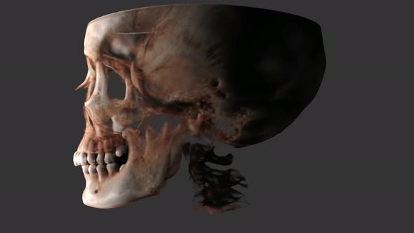 3D human skull animation video alt