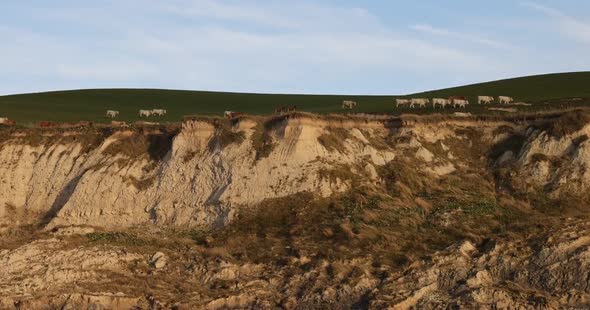 Cows Grazing Along the Edge on Top of a Cliff on the Cap Blanc Nez on the Cote d'Opale in the alt