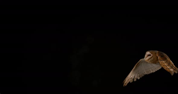 Barn Owl, tyto alba, Adult in flight, Normandy, Slow Motion 4K alt