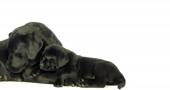 black Labrador Retriever, Bitch and Puppy Licking on White Background, Normandy, Slow Motion 4K alt