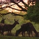 UK Wildlife, Herd of Female Red Deer Walking in Richmond Park at Sunset in Amazing Beautiful Sunligh - VideoHive Item for Sale