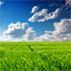 Field Of Green Ears - VideoHive Item for Sale