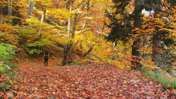 Person Walk In Autumn Forest