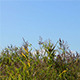 Reeds in The Wind - VideoHive Item for Sale