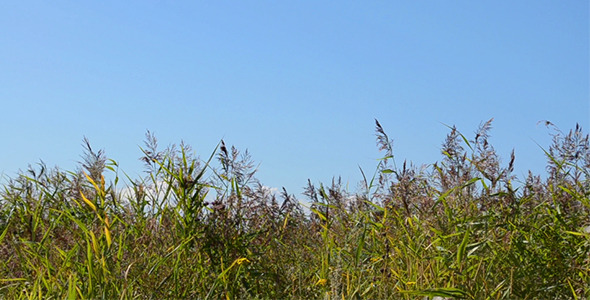 Reeds in The Wind alt