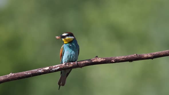 European bee-eater, Merops apiaster. A bird sits on a beautiful old branch and holds a prey