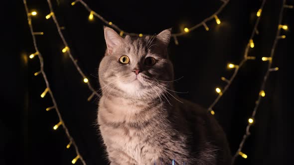 The cat celebrates a New Year 2022 alt