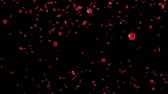 Rose Falling Loop , Motion Graphics 