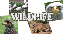 WildLife