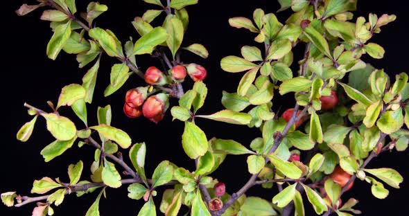 Japanese quince orange flowers trying to bloom on a black background in time lapse alt