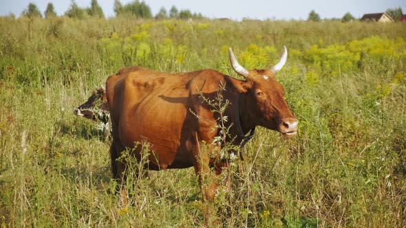 Cow Grazes in a Meadow and Chews Grass alt