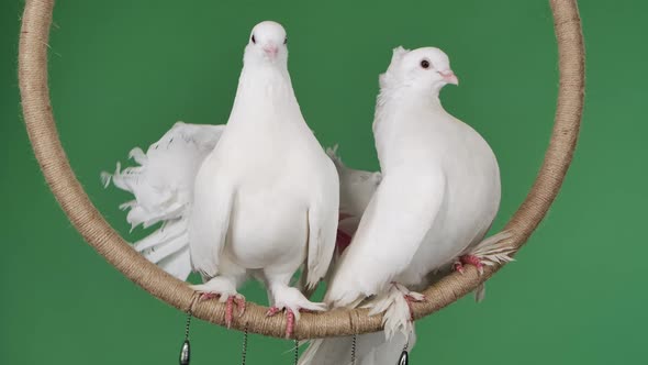 A Pair of Doves with Beautiful White Plumage Sits in a Decorative Circle alt