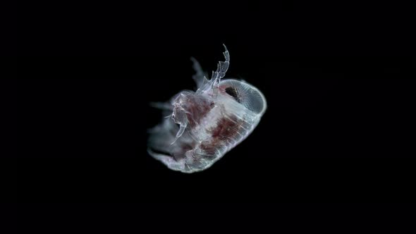 Amphipoda Crustacea Hyperia sp. under microscope. Hyperiidae family alt