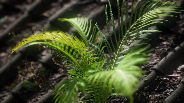Moss and Fern on Old Roof alt