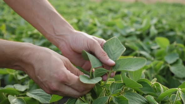 A Male Farmer Hand Examining Soybean Plant Leaf, Close-up