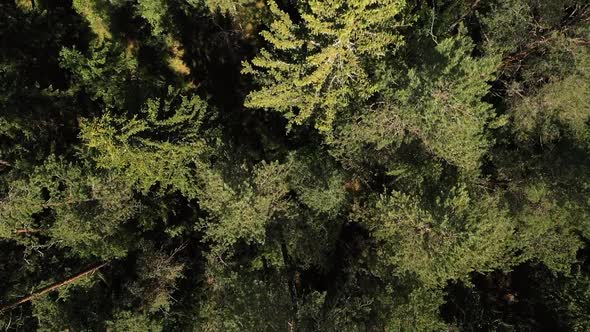 The Camera Flies Over a Picturesque Forest