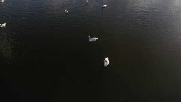Flight Over Swan Lake alt