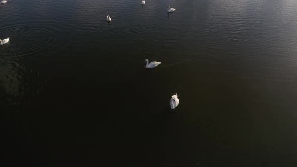 Flight Over Swan Lake