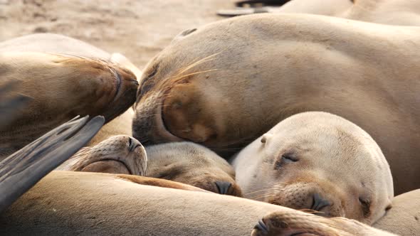 Sea Lions on the Rock in La Jolla. Wild Eared Seals Resting Near Pacific Ocean on Stones. Funny Lazy alt