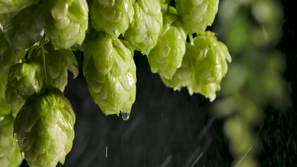 Drops of Water Falling From Hops or Humulus. Black Background. Slow Motion. alt