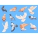 Cartoon Pigeons Birds 