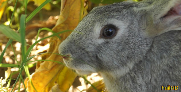 Rabbit - Close Up
