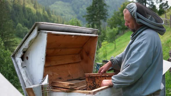 Beekeeper Putting Honeycomb with Bees Into a Beehive alt