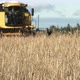 Harvester Combine Working on Rye Field - VideoHive Item for Sale