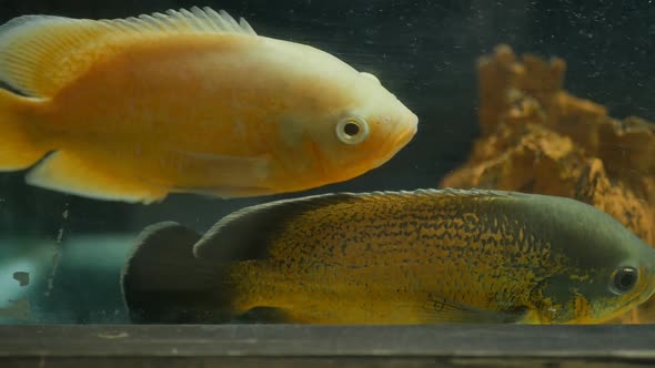 Astronotus Ocellatus Two Slaves of Different Colors Swim in the Aquarium