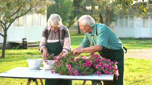 Gardeners Transplanting Flowers. alt